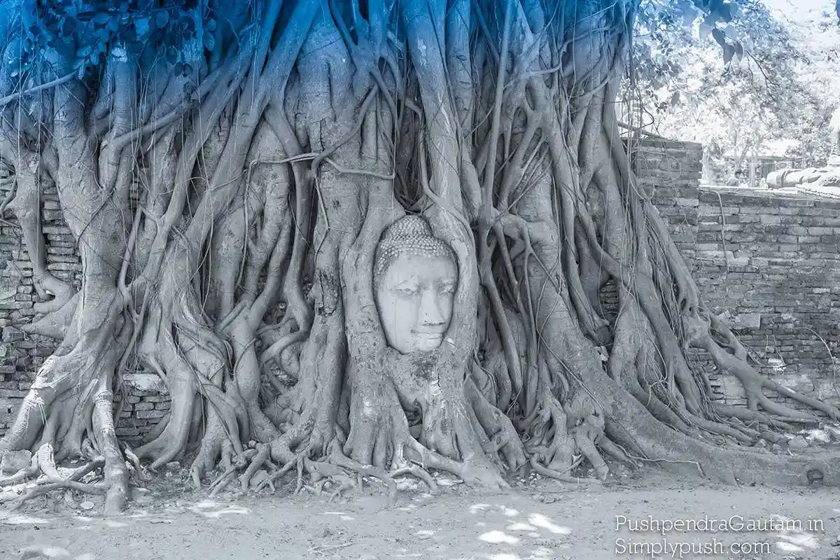 buddha-head-in-tree-pics